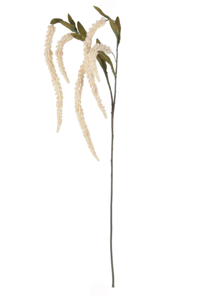 FLOWER FLOWERS NATIVE NATIVES VERONICA VERONICAS SETARIA SETARIUM TAIL TAILS TROPICAL TROPICALS MISC MISCS HANGING HANGINGS