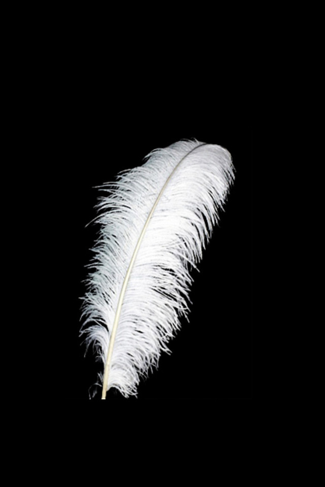 DISPLAY DISPLAYS DISPLAIE WEDDING WEDDINGS FEATHER FEATHERS OSTERICH OSTERICHES TABLE CENTRE CENTRE TABLE CENTRE CENTRES CENTRE CENTRES CENTER PIECE PIECES 18-20" 18-20"S OSTRICH OSTRICHES BRIDE BRIDES BRIDAL BRIDALS