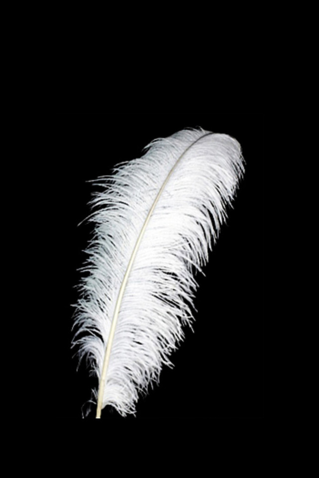 DISPLAY DISPLAYS DISPLAIE WEDDING WEDDINGS FEATHER FEATHERS OSTERICH OSTERICHES TABLE CENTRE CENTRE TABLE CENTRE CENTRES CENTRE CENTRES CENTER PIECE PIECES 22-24" 22-24"S OSTRICH OSTRICHES -20 -20S BRIDE BRIDES BRIDAL BRIDALS
