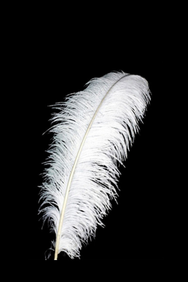 DISPLAY DISPLAYS DISPLAIE WEDDING WEDDINGS FEATHER FEATHERS OSTERICH OSTERICHES TABLE CENTRE CENTRE TABLE CENTRE CENTRES CENTRE CENTRES CENTER PIECE PIECES 24-26" 24-26"S OSTRICH OSTRICHES -20 -20S BRIDE BRIDES BRIDAL BRIDALS