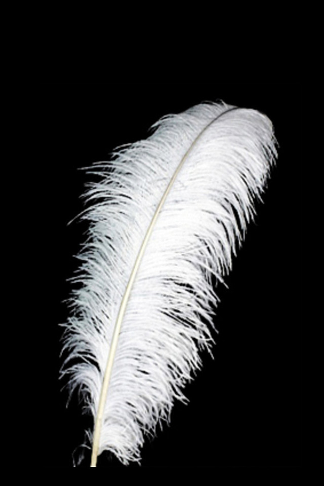 DISPLAY DISPLAYS DISPLAIE WEDDING WEDDINGS FEATHER FEATHERS OSTERICH OSTERICHES TABLE CENTRE CENTRE TABLE CENTRE CENTRES CENTRE CENTRES CENTER PIECE PIECES 26-28" 26-28"S OSTRICH OSTRICHES BRIDE BRIDES BRIDAL BRIDALS
