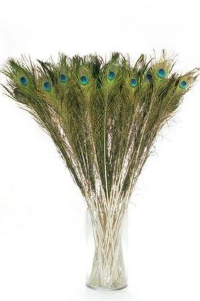 35-40" 35-40"S PEACOCK PEACOCKS TAIL TAILS -100 -100S FEATHERS FEATHER
