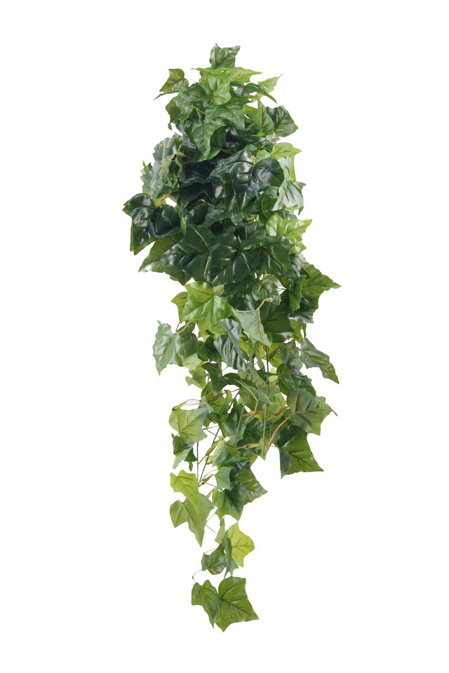 GGREENERY GGREENERIES GGREENERIE IVY IVIES IVIE BUSH BUSHES STAR STARS LEAVES LEAFE LEAVE LEAF LEAFS MEDIUM MEDIA ENGLISH ENGLISHES ARTIFICIAL ARTIFICIALS SWAG SWAGS HANGING HANGINGS GREENERY GREENERIES GREENERIE ROLL ROLLS GARLANDS GARLAND LARGE LARGES X