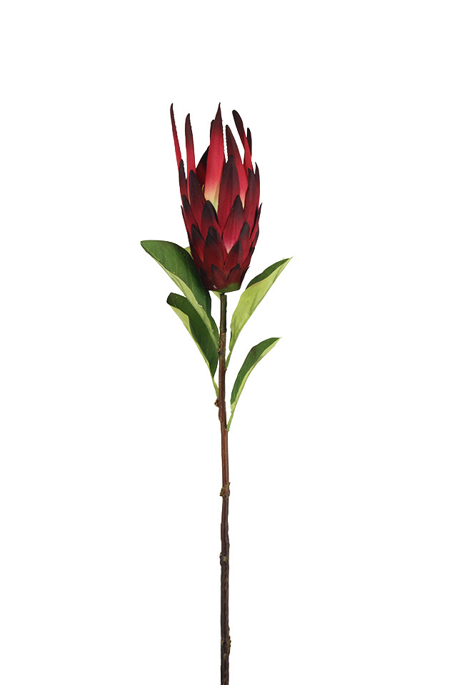 LEUCOSPERNUM LEUCOSPERNUMS PROTEA PROTEAS AUSTRALIAN AUSTRALIANS NATIVES NATIVE ARTIFICIAL ARTIFICIALS GIANT GIANTS