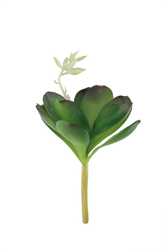 GGREENERY GGREENERIES GGREENERIE CACTUS CACTU ROSETTE ROSETTES PLUMP PLUMPS DESERT DESERTS ARTIFICIAL ARTIFICIALS SUCCULENT SUCCULENTS LLEAF LLEAFS FLOWER FLOWERS PLANT PLANTS SYNTHETIC SYNTHETICS FAKE FAKES SILK SILKS PLASTIC PLASTICS LEAF LEAFS LEAVE LEAVES LEAFE GREEN GREENS GREENERY GREENERIES GREENERIE FOLIAGE FOLIAGES 72CM 72CMS ROSE ROSES X PETALS PETAL