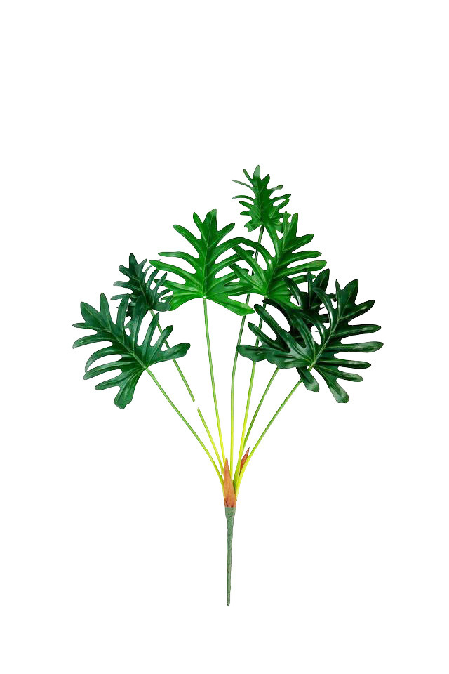 GGREENERY GGREENERIES GGREENERIE LLEAF LLEAFS ARTIFICIAL ARTIFICIALS FLOWER FLOWERS PLANT PLANTS SYNTHETIC SYNTHETICS FAKE FAKES SILK SILKS PLASTIC PLASTICS LEAF LEAFS LEAVE LEAVES LEAFE GREEN GREENS GREENERY GREENERIES GREENERIE FOLIAGE FOLIAGES SPLIT SPLITS PHILDENDERON PHILDENDERONS 68CM 68CMS PHILODENDERON PHILODENDERONS X