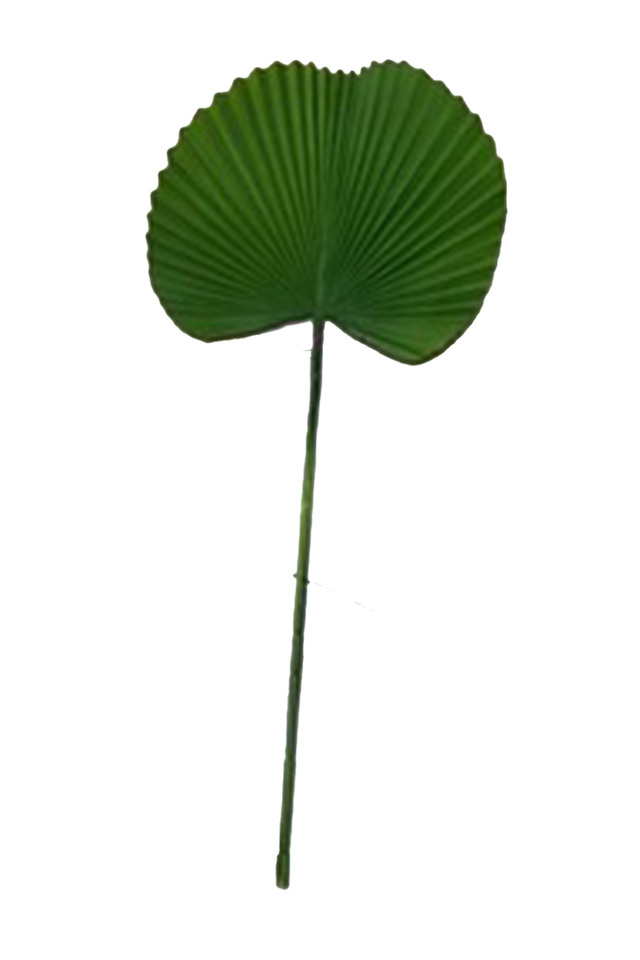 GGREENERY GGREENERIES GGREENERIE LLEAF LLEAFS ARTIFICIAL ARTIFICIALS FLOWER FLOWERS PLANT PLANTS SYNTHETIC SYNTHETICS FAKE FAKES SILK SILKS PLASTIC PLASTICS LEAF LEAFS LEAVE LEAVES LEAFE GREEN GREENS GREENERY GREENERIES GREENERIE FOLIAGE FOLIAGES ROUND ROUNDS PRIVEL PRIVELS STEM STEMS 88CM 88CMS PALM PALMS