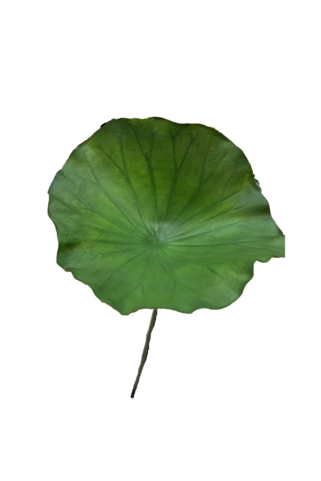 GGREENERY GGREENERIES GGREENERIE LLEAF LLEAFS ARTIFICIAL ARTIFICIALS FLOWER FLOWERS PLANT PLANTS SYNTHETIC SYNTHETICS FAKE FAKES SILK SILKS PLASTIC PLASTICS LEAF LEAFS LEAVE LEAVES LEAFE GREEN GREENS GREENERY GREENERIES GREENERIE FOLIAGE FOLIAGES LOTUS LOTU LARGE LARGES TROPICAL TROPICALS DELUXE DELUXES DELUX