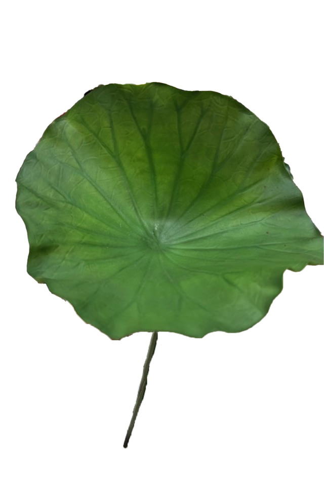 GGREENERY GGREENERIES GGREENERIE LLEAF LLEAFS ARTIFICIAL ARTIFICIALS FLOWER FLOWERS PLANT PLANTS SYNTHETIC SYNTHETICS FAKE FAKES SILK SILKS PLASTIC PLASTICS LEAF LEAFS LEAVE LEAVES LEAFE GREEN GREENS GREENERY GREENERIES GREENERIE FOLIAGE FOLIAGES LOTUS LOTU LARGE LARGES TROPICAL TROPICALS DELUXE DELUXES DELUX