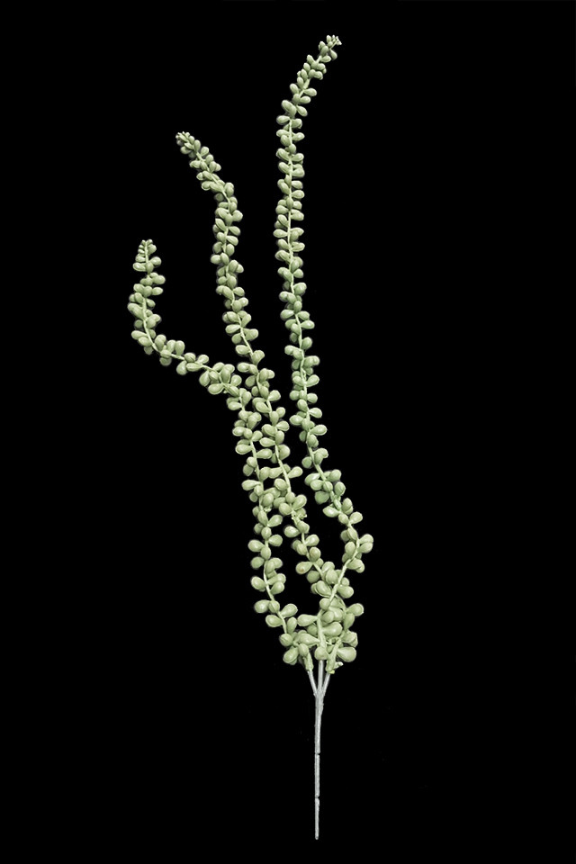 GGREENERY GGREENERIES GGREENERIE FLOWER FLOWERS ARTIFICIAL ARTIFICIALS FERN FERNS LEAVES LEAFE LEAVE LLEAVES LLEAFE LLEAVE HANGING HANGINGS GREENERY GREENERIES GREENERIE GREEN GREENS PEARLS PEARL STRING STRINGS TRAILING TRAILINGS OF OFS