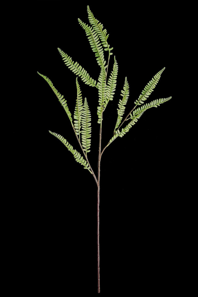GGREENERY GGREENERIES GGREENERIE ARTIFICIAL ARTIFICIALS FLOWER FLOWERS PLANT PLANTS SYNTHETIC SYNTHETICS FAKE FAKES SILK SILKS PLASTIC PLASTICS LEAF LEAFS LEAVE LEAVES LEAFE GREEN GREENS GREENERY GREENERIES GREENERIE FOLIAGE FOLIAGES BOSTON BOSTONS FERN FERNS 44CM 44CMS ARRANEGMENTS ARRANEGMENT SPRAY SPRAYS SPRAIE