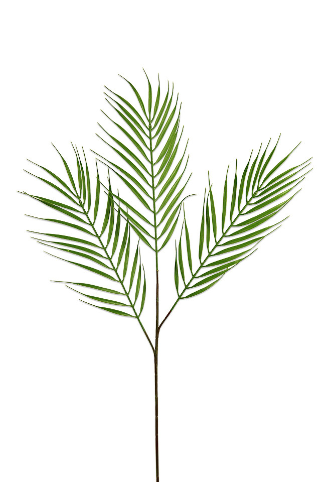GGREENERY GGREENERIES GGREENERIE ARTIFICIAL ARTIFICIALS FLOWERS FLOWER LEAF LEAFS LEAVES LEAFE LEAVE FILLER FILLERS GREENERY GREENERIES GREENERIE FERN FERNS TRAIL TRAILS PALM PALMS GRASS GRASSES GRAS