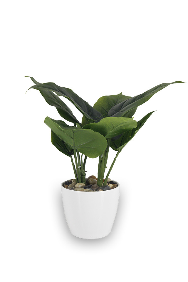 GGREENERY GGREENERIES GGREENERIE ARRANGEMENTS ARRANGEMENT ARTIFICIAL ARTIFICIALS POTTED POTTEDS URN URNS GREENERY GREENERIES GREENERIE FLOWER FLOWERS ARUM ARUMS PLANTS PLANT LEAF LEAFS SPRAY SPRAYS SPRAIE LEAVES LEAFE LEAVE
