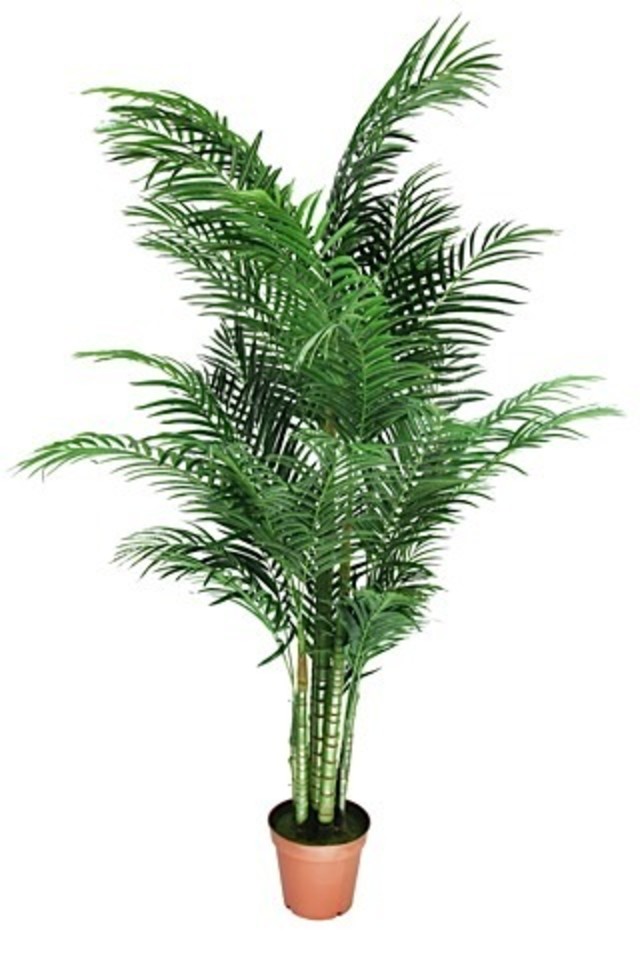 GGREENERY GGREENERIES GGREENERIE ARTIFICIAL ARTIFICIALS FLOWER FLOWERS PLANT PLANTS SYNTHETIC SYNTHETICS FAKE FAKES SILK SILKS PLASTIC PLASTICS POT POTS POTTED POTTEDS TREE TREES PALM PALMS ARECA ARECAS FERN FERNS GREENERY GREENERIES GREENERIE