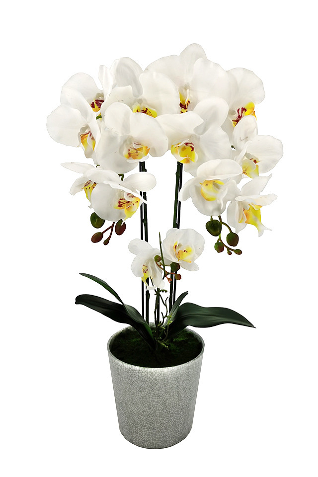 ARTIFICIAL ARTIFICIALS FLOWER FLOWERS PLANT PLANTS SYNTHETIC SYNTHETICS FAKE FAKES SILK SILKS PLASTIC PLASTICS ARRANGEMENT ARRANGEMENTS POTTED POTTEDS ORCHID ORCHIDS POT POTS PPHALAENOPSIS PPHALAENOPSI PPHALAENOPSES PPHALAENOPSE MEDIUM MEDIA PHALAENOPSIS PHALAENOPSI PHALAENOPSES PHALAENOPSE CERAMIC CERAMICS VASE VASES