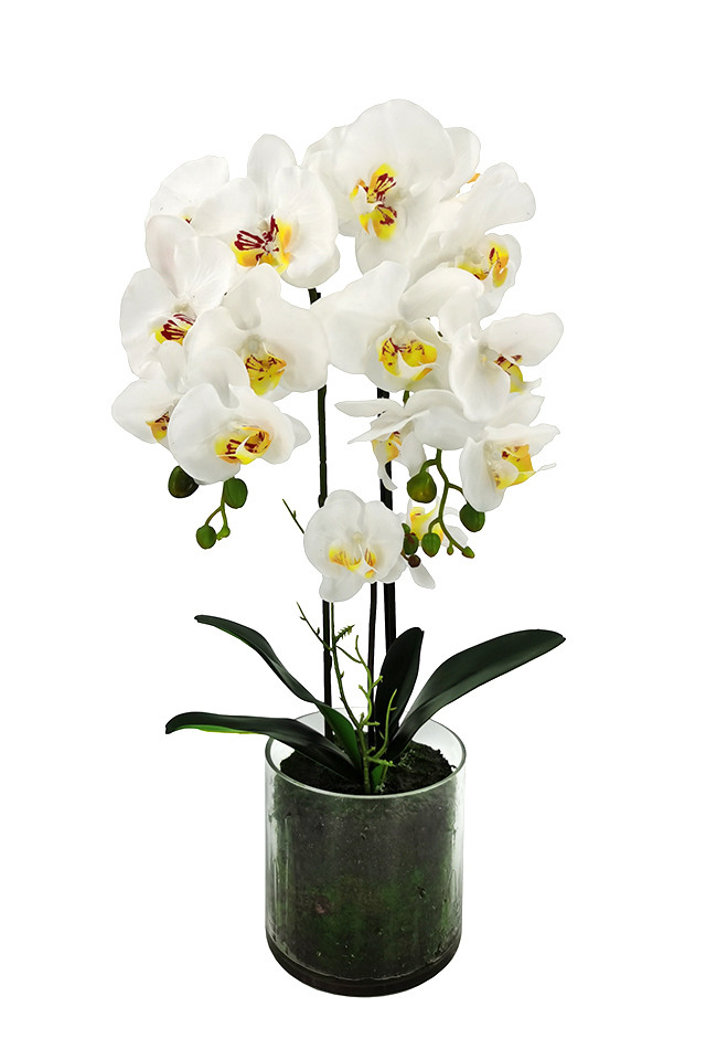 ARTIFICIAL ARTIFICIALS FLOWER FLOWERS PLANT PLANTS SYNTHETIC SYNTHETICS FAKE FAKES SILK SILKS PLASTIC PLASTICS ARRANGEMENT ARRANGEMENTS POTTED POTTEDS ORCHID ORCHIDS POT POTS PPHALAENOPSIS PPHALAENOPSI PPHALAENOPSES PPHALAENOPSE MEDIUM MEDIA PHALAENOPSIS PHALAENOPSI PHALAENOPSES PHALAENOPSE GLASS GLASSES GLAS VASE VASES