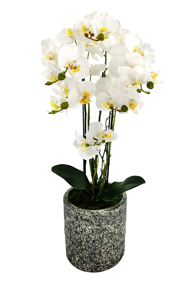 ARTIFICIAL ARTIFICIALS FLOWER FLOWERS PLANT PLANTS SYNTHETIC SYNTHETICS FAKE FAKES SILK SILKS PLASTIC PLASTICS ARRANGEMENT ARRANGEMENTS POTTED POTTEDS ORCHID ORCHIDS POT POTS PPHALAENOPSIS PPHALAENOPSI PPHALAENOPSES PPHALAENOPSE LARGE LARGES PHALAENOPSIS PHALAENOPSI PHALAENOPSES PHALAENOPSE CEMENT CEMENTS VASE VASES