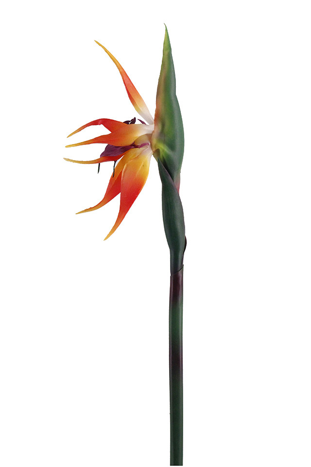 BIRD BIRDS OF OFS PARADISE PARADISES ARTIFICIAL ARTIFICIALS FLOWERS FLOWER TROPICAL TROPICALS NATIVE NATIVES STEM STEMS