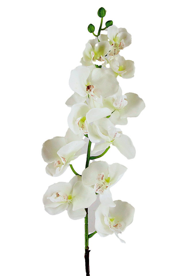 PHALAENOPSIS PHALAENOPSI PHALAENOPSES PHALAENOPSE ORCHID ORCHIDS ARTIFICIAL ARTIFICIALS FLOWERS FLOWER ORIENTAL ORIENTALS