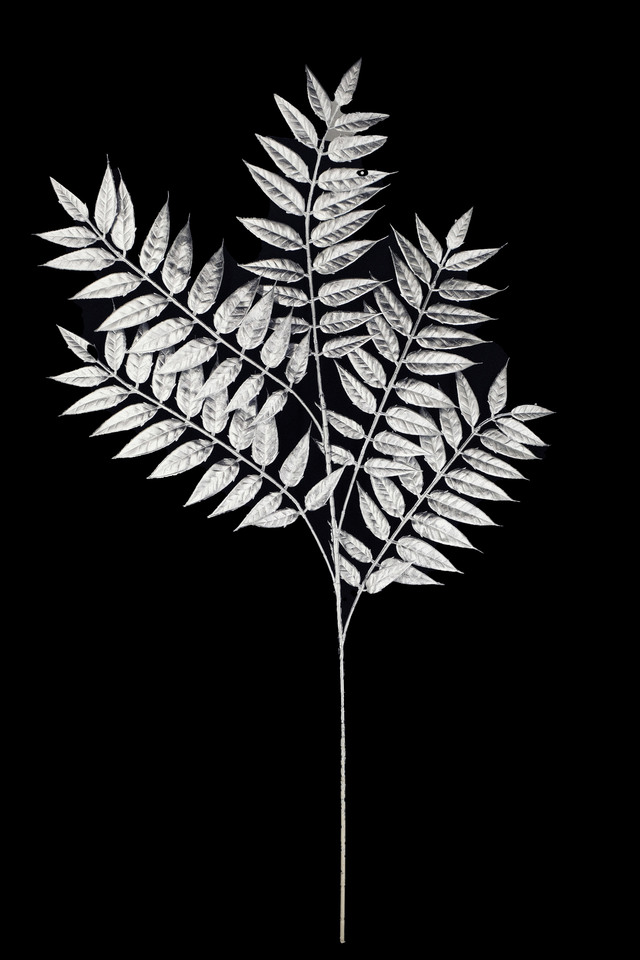 FLOWER FLOWERS ARTIFICIAL ARTIFICIALS SPRAY SPRAYS SPRAIE STEM STEMS SILVER SILVERS SOLID SOLIDS ASH ASHES LEAVES LEAFE LEAVE WITH WITHS BRANCHES BRANCH BRANCHE