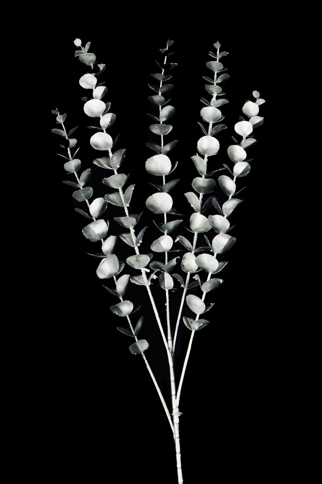 FLOWER FLOWERS ARTIFICIAL ARTIFICIALS SPRAY SPRAYS SPRAIE STEM STEMS SILVER SILVERS SOLID SOLIDS EUCALYPTUS EUCALYPTU