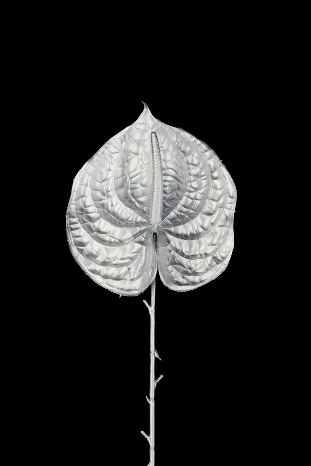 FLOWER FLOWERS ARTIFICIAL ARTIFICIALS SPRAY SPRAYS SPRAIE STEM STEMS SILVER SILVERS SOLID SOLIDS ANTHURIUM ANTHURIA