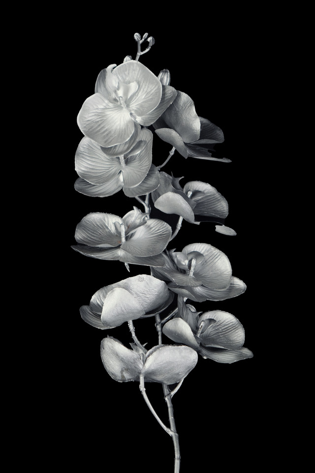 FLOWER FLOWERS ARTIFICIAL ARTIFICIALS SPRAY SPRAYS SPRAIE STEM STEMS SILVER SILVERS SOLID SOLIDS PHALAENOPSIS PHALAENOPSI PHALAENOPSES PHALAENOPSE ORCHID ORCHIDS