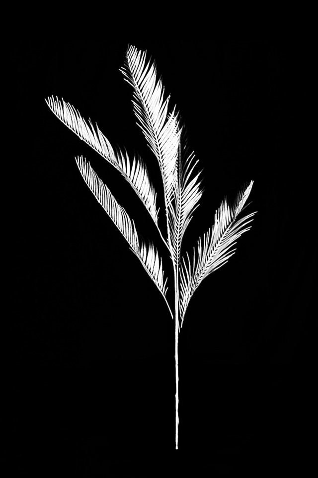 FLOWER FLOWERS ARTIFICIAL ARTIFICIALS SPRAY SPRAYS SPRAIE STEM STEMS SILVER SILVERS SOLID SOLIDS CYCAD CYCADS LEAF LEAFS